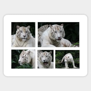 White Tiger Beauty Sticker